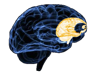 The nested brain